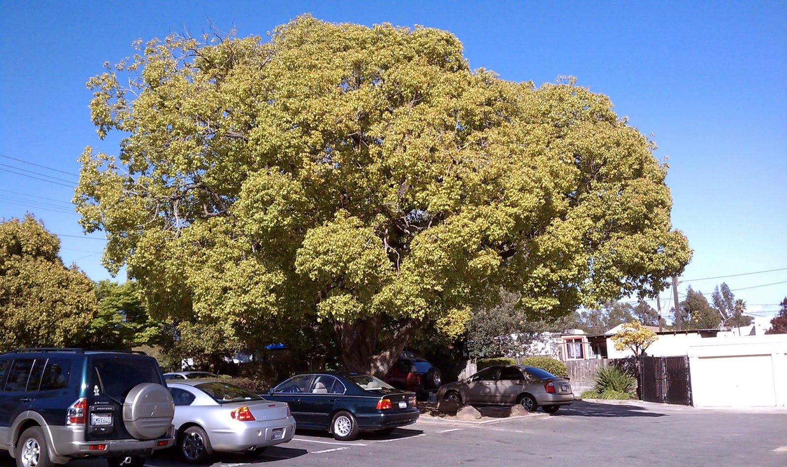 Trees of Santa Cruz County Cinnamomum camphora Camphor Tree