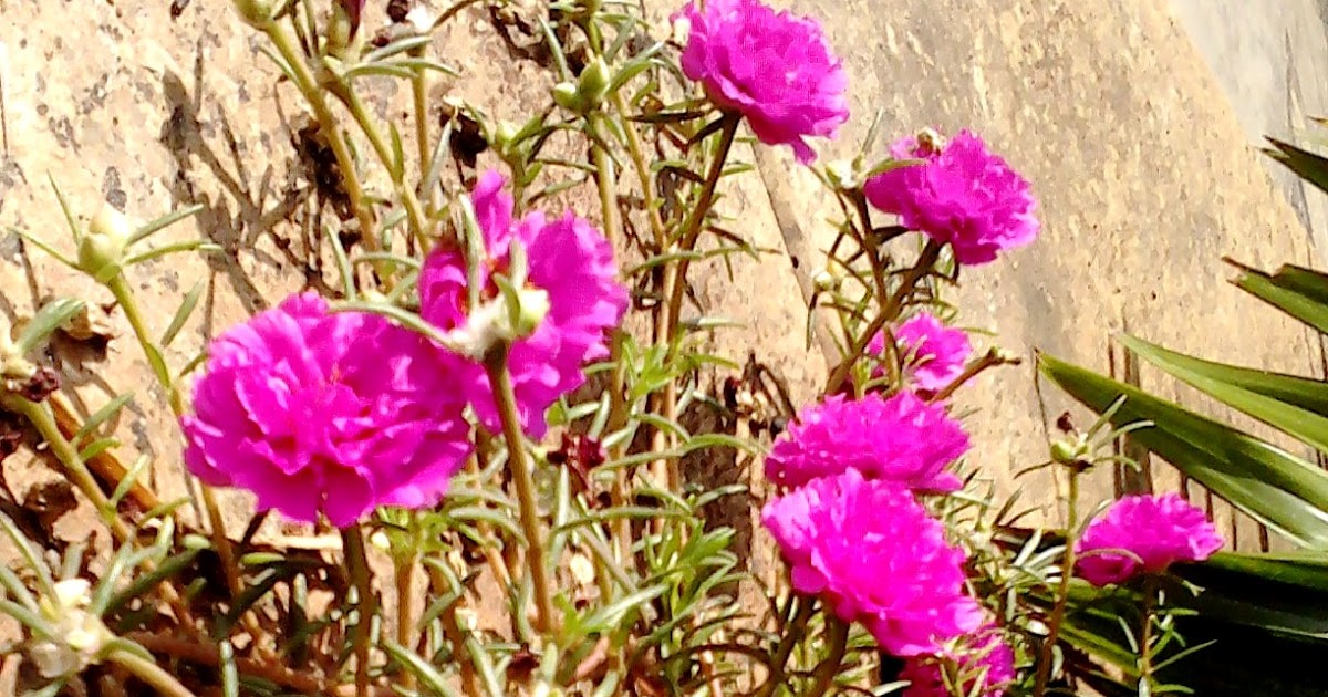 Garden Care Simplified Vibrant Chinese Rose Plant Growing Tips and