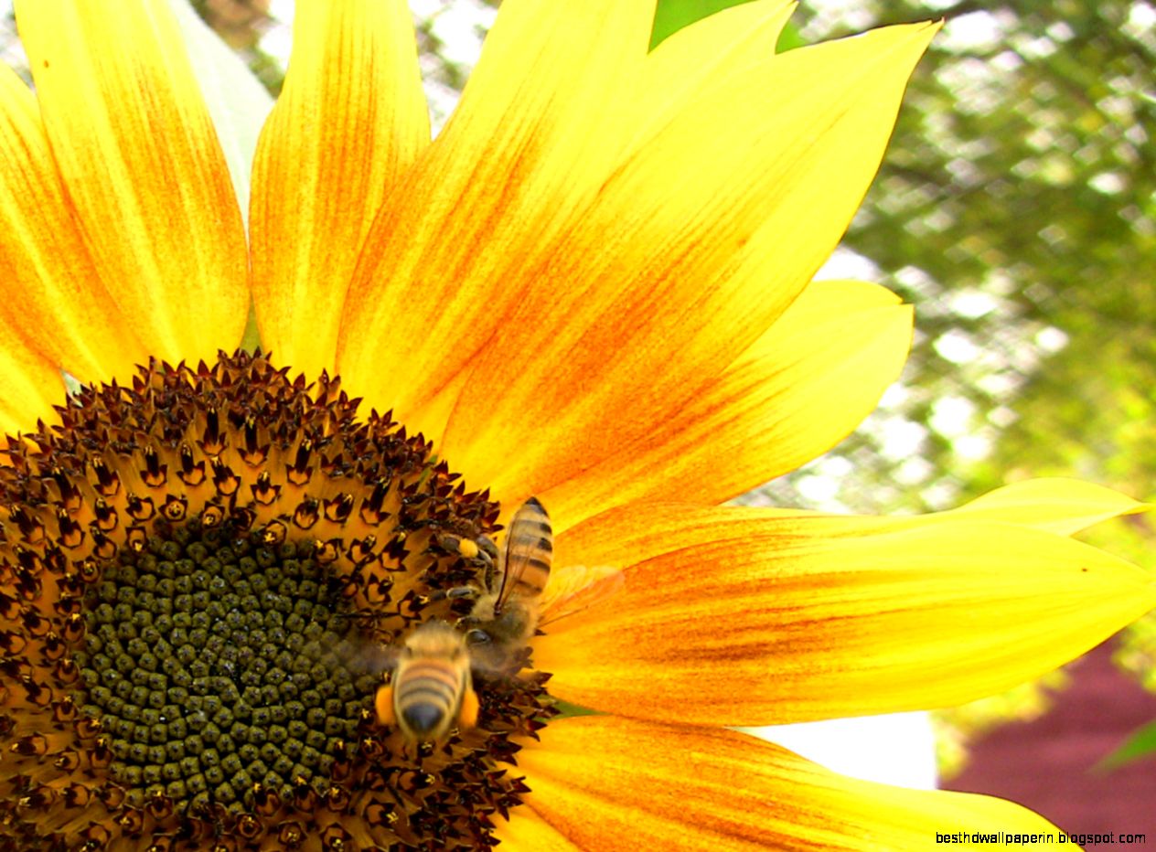 PollinateThis Blog » Blog Archive » Rudolf Steiner Revisited