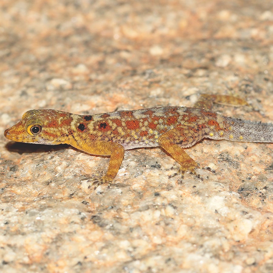 Species New to Science [Herpetology • 2019] Cnemaspis agarwali • A New