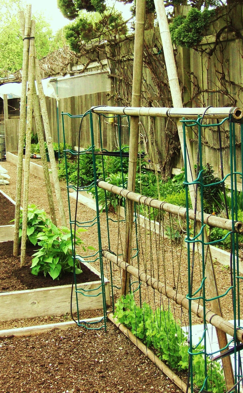 The Garden Oracle SUPPORTS / TRELLISES Gardening Advice & Supplies