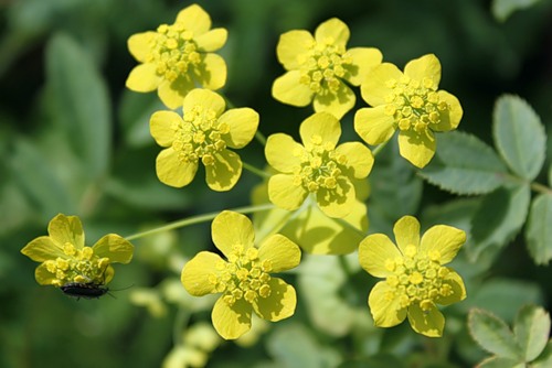 ТРАВУШКА: Володушка золотистая