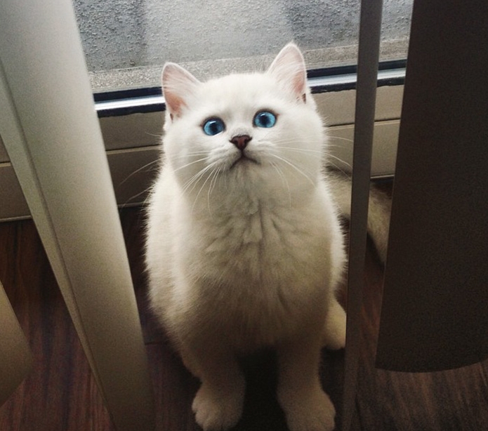 White Wolf Coby The Cat Has The Most Beautiful Eyes You Ve Ever