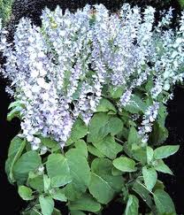 La Salvia, Planta Medicinal ~ Medicina Alternativa