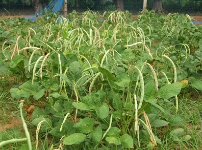 Nama Tanaman Pangan Jenis Lahan Budidaya Nama Varietas Yang Ditanam