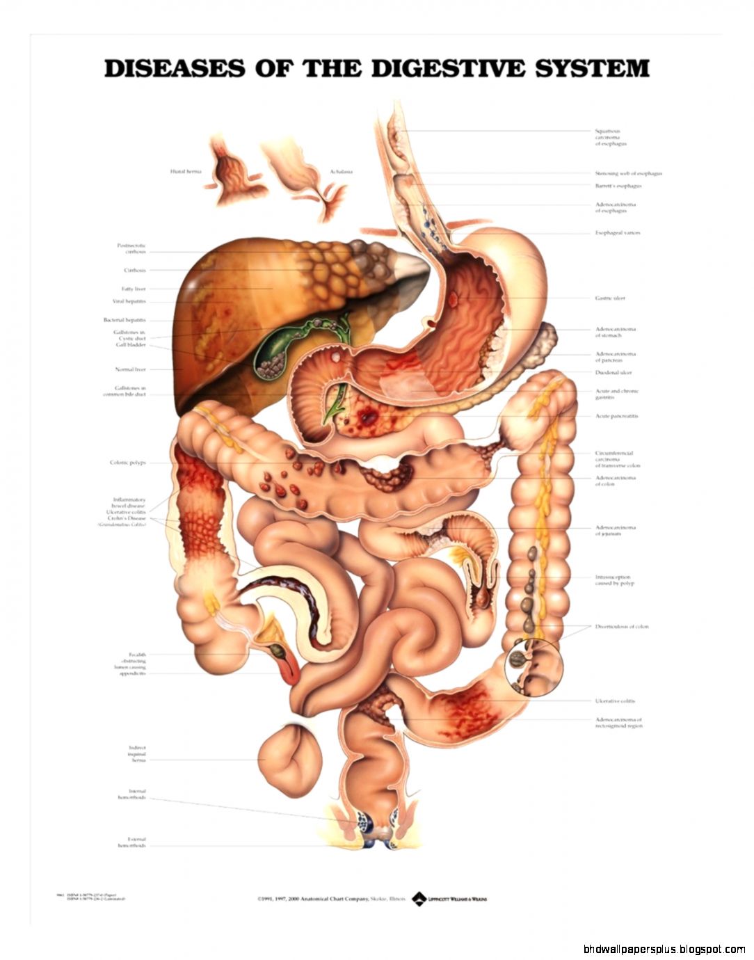 Shop for Anatomy Charts and Anatomy Chart Sets  Anatomical