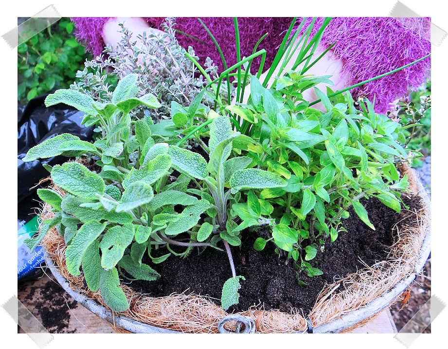 Herbaholic's Herbal Haven Herbs For Hanging Baskets