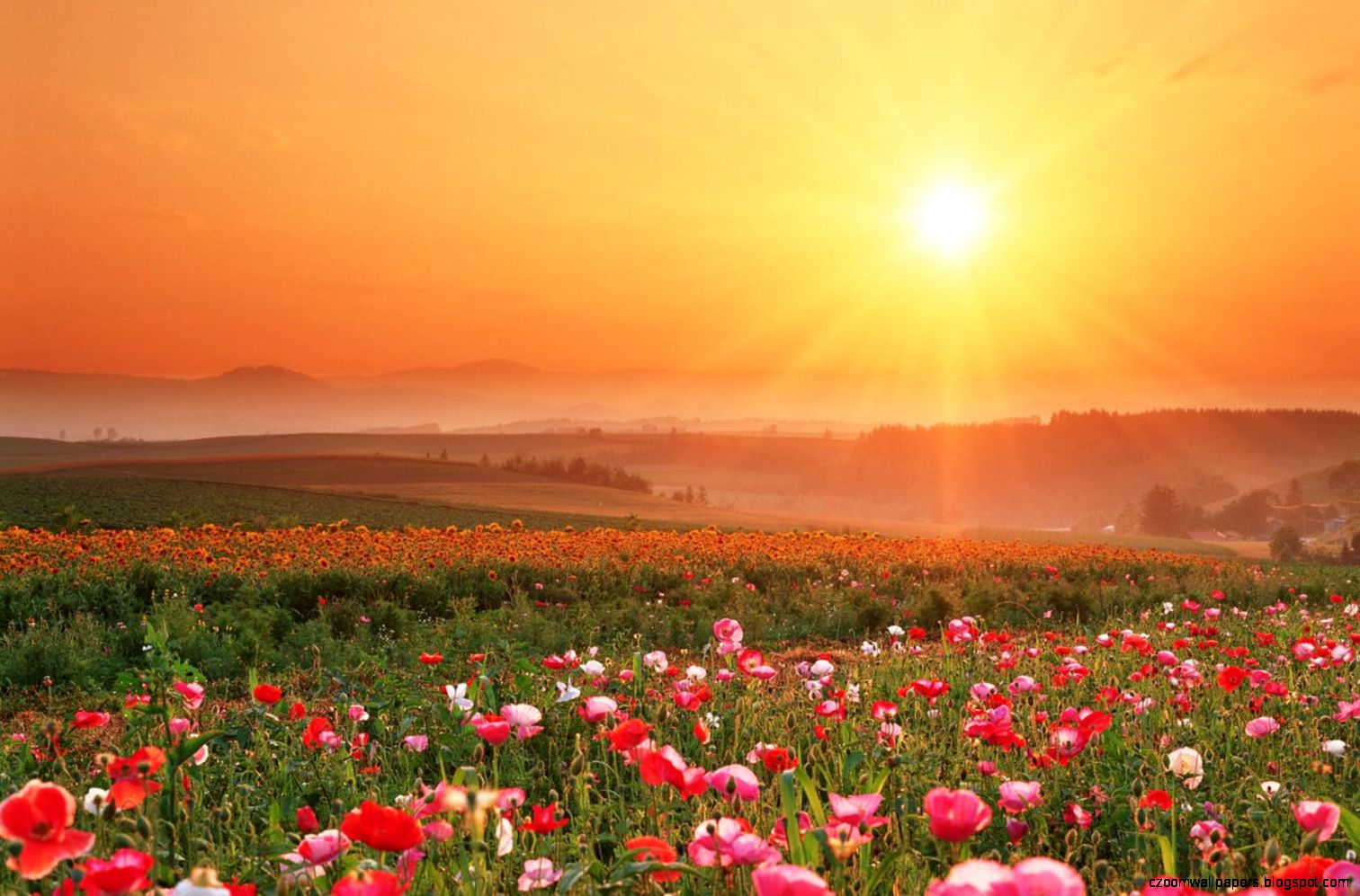 Fields Of Flowers Images Free