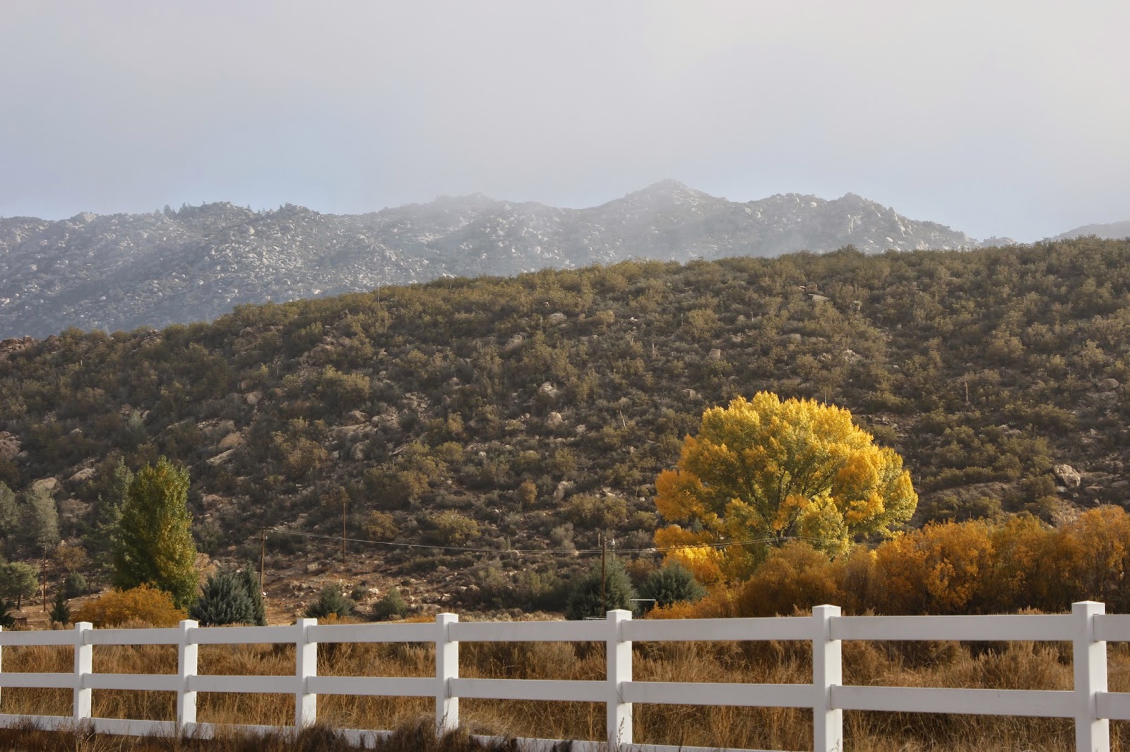desert horses Garner Valley fencesGood Fences11/14/14