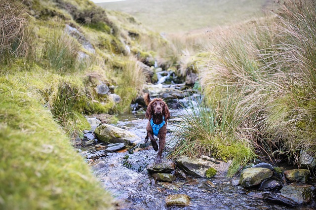 Dog Friendly Wales: Part Two