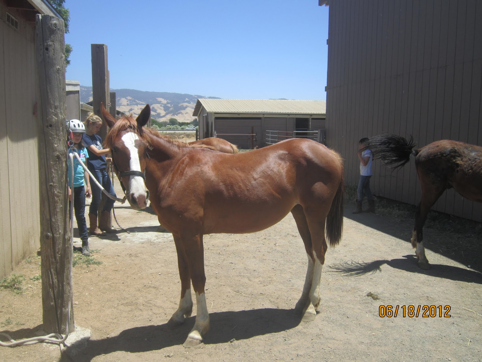 Adopt a Wild Mustang! UC Davis Horse Day Helpers