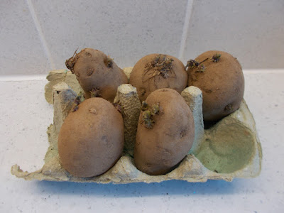 Chitting potatoes The 80 Minute Allotment The Green Fingered Blog