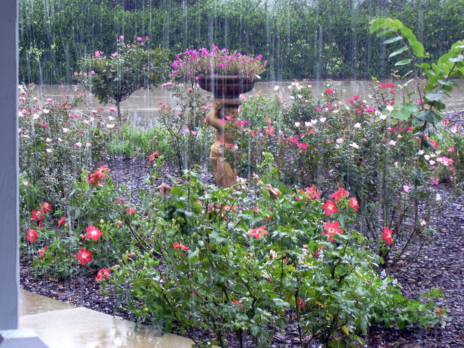 Garden On Fourth Street Central Florida GardenA Typical Day