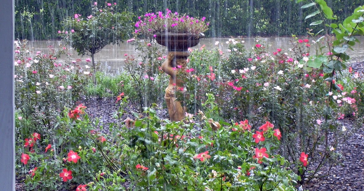 Garden On Fourth Street: Central Florida Garden~A Typical Day