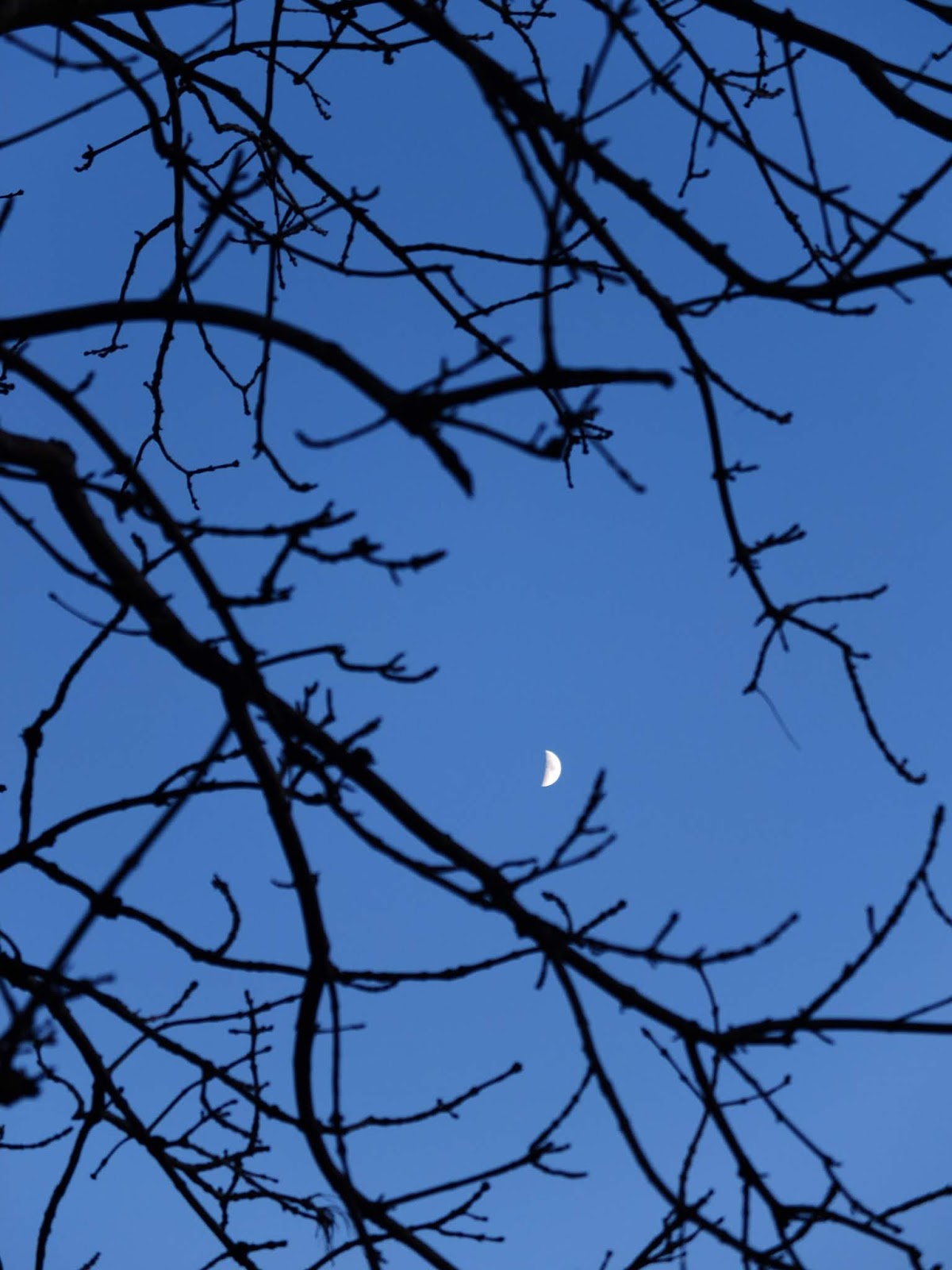 Bright almost half moon shining in the sky between bare tree branches.