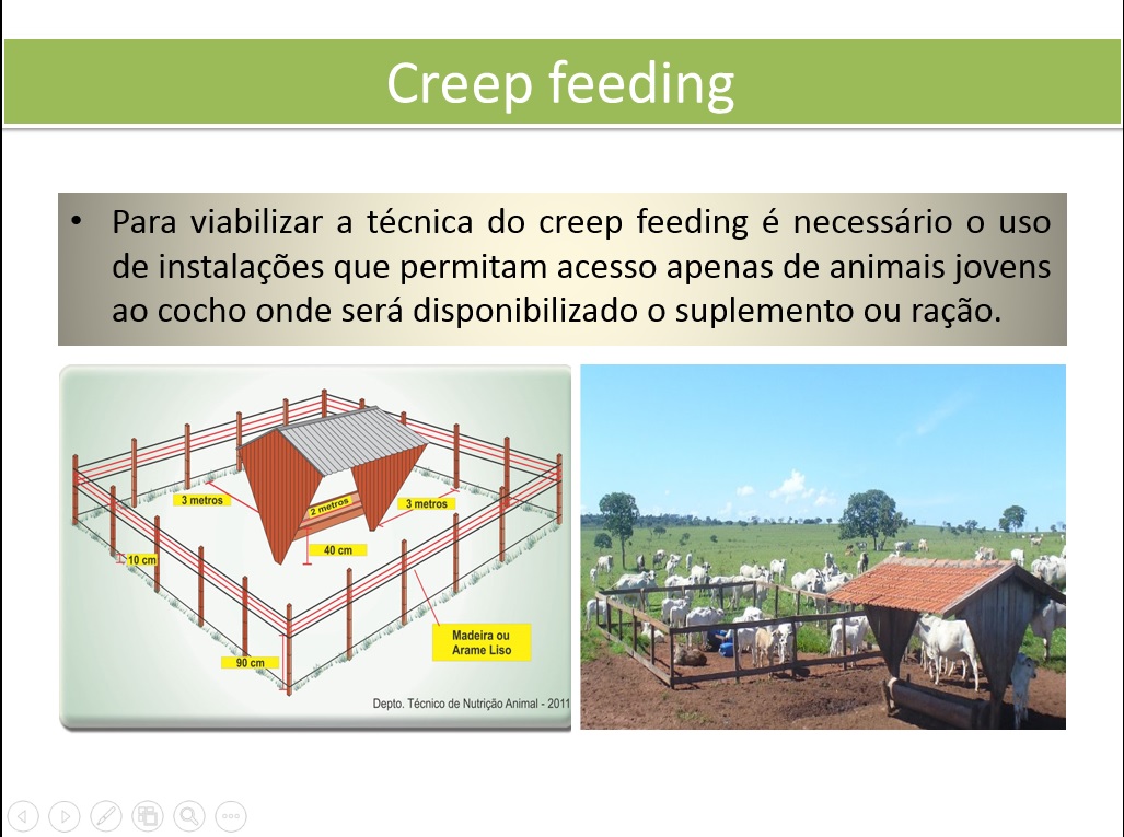 PRODUÇÃO DE RUMINANTES 2017 Apresentação de Creep Feeding