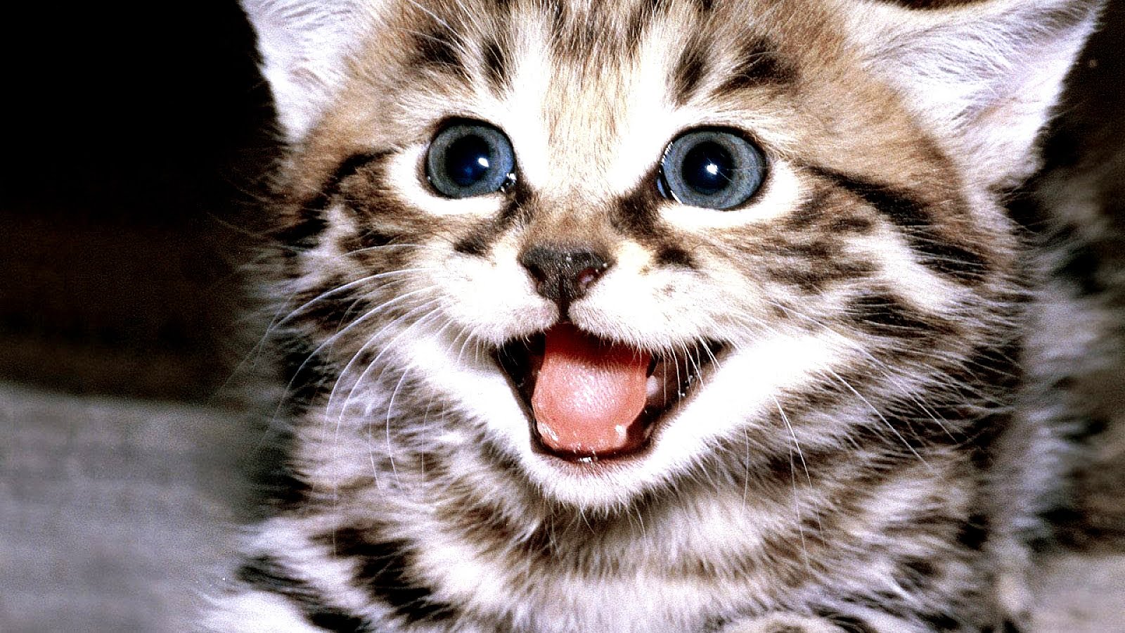 Cats Meowing Sound - Cat Choices