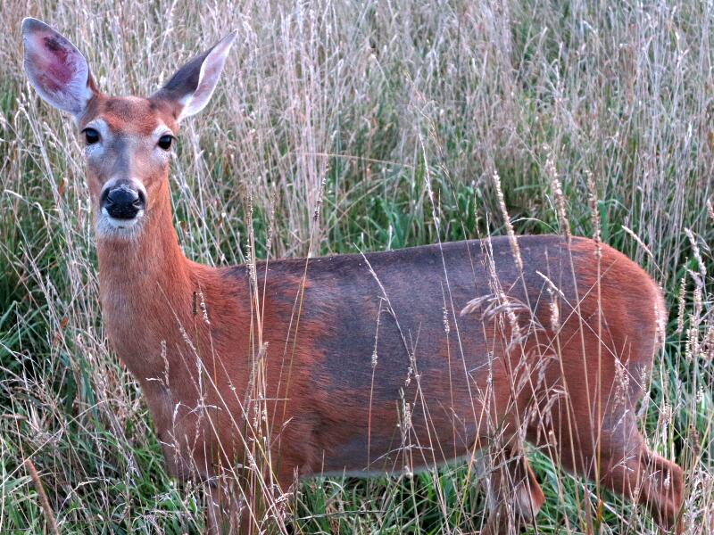The Joyce Road Neighborhood Putting on Winter Coats