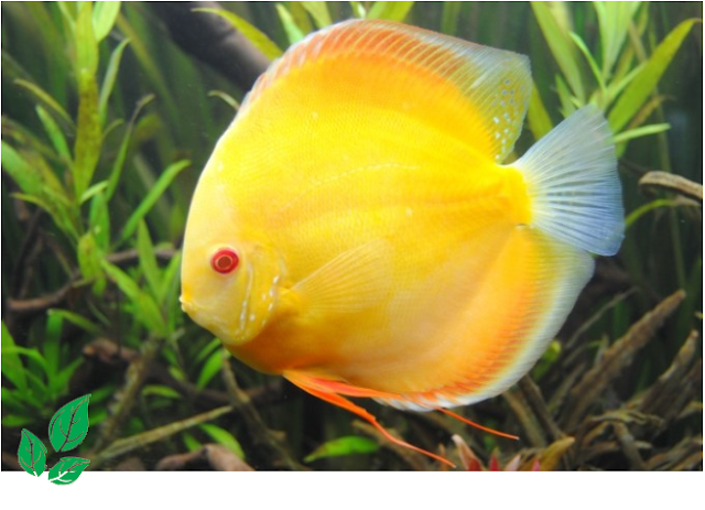 jenis ikan discus jenis ikan discus