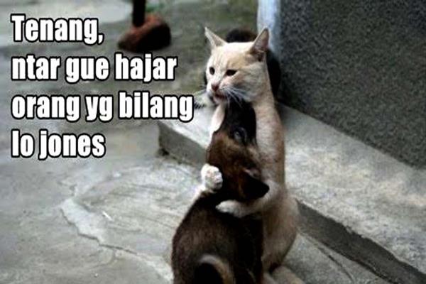 33+ Inspirasi Kata Kata Lucu Untuk Anjing, Kata Lucu