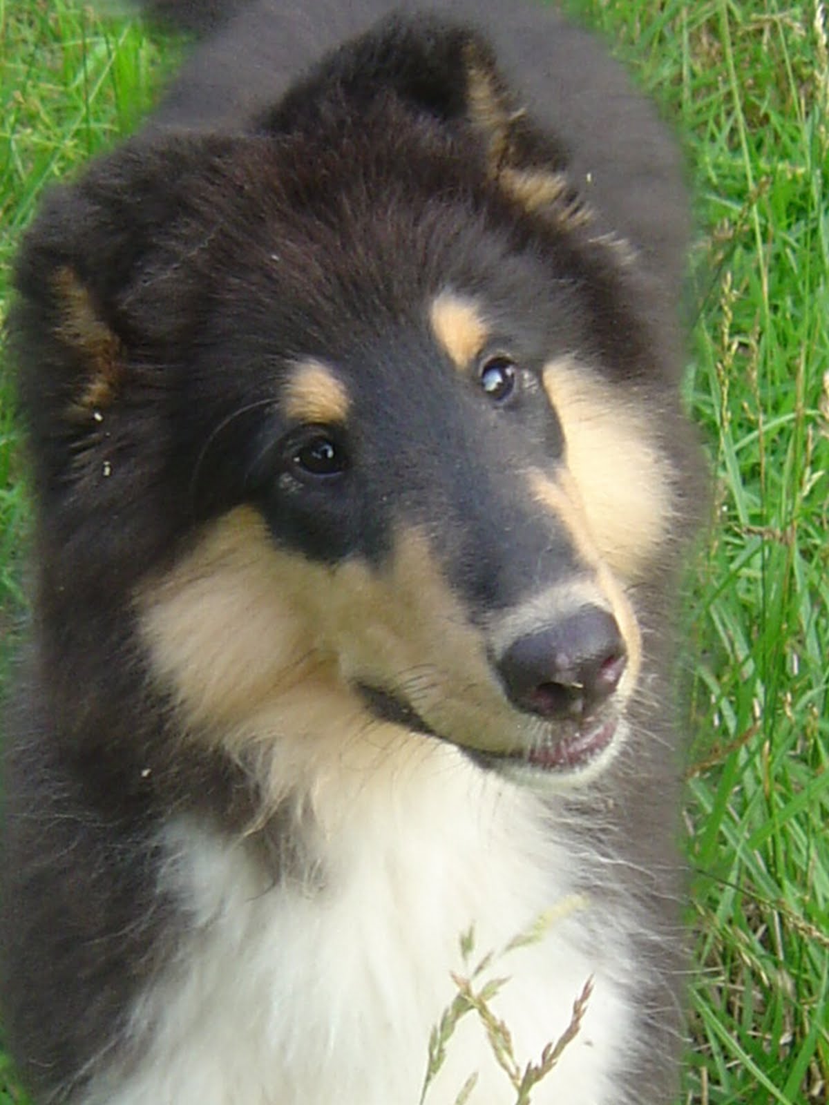 Musings from Fairlight Farm Collie Puppies At 14 Weeks!