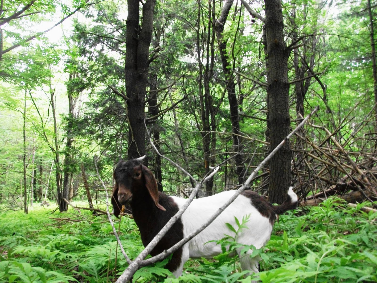 A Kiko Goat Farm Goat Farm in Midcoast Maine