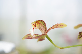 , Visita alle serre di Giulio Celandroni, diarid'orchidee