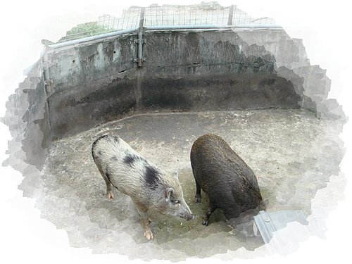 千戶傳奇生態農場|三峽農場