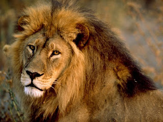 Male African Lions With Impressive Fringe Of Long Hair