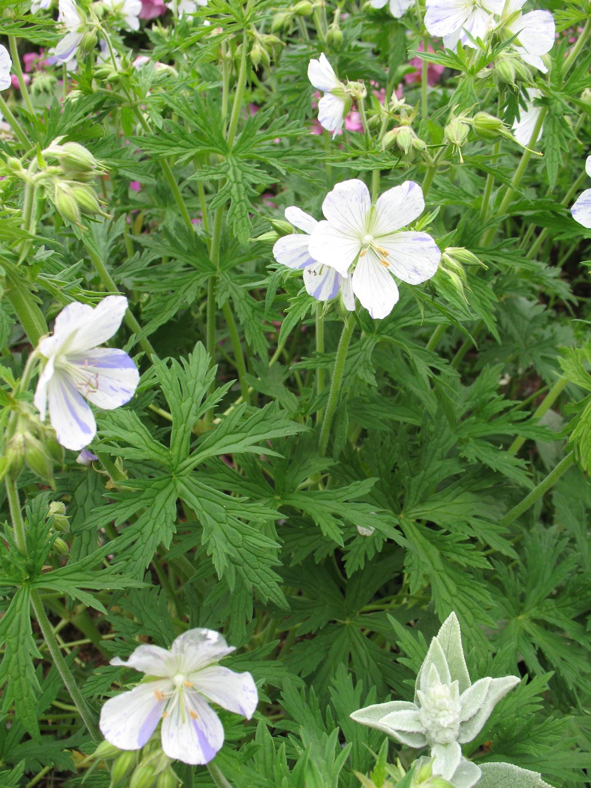 Roses du jardin Chêneland: Géranium pratense 