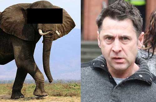Eliphentsex - Nothing To Do With Arbroath: Man's porn collection included elephants and  tigers