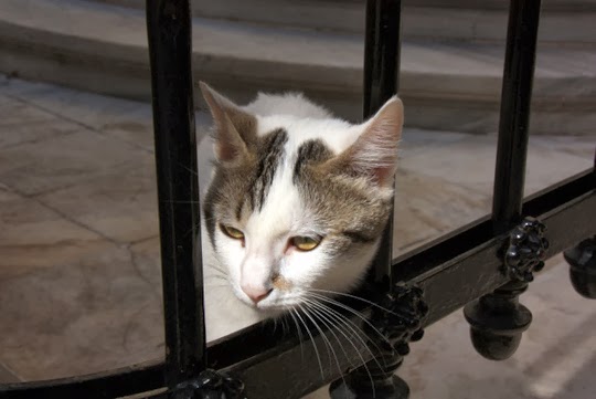 Cat of Athens Greece