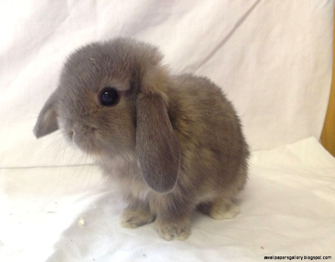 Baby Lop Eared Bunnies For Sale Wallpapers Gallery