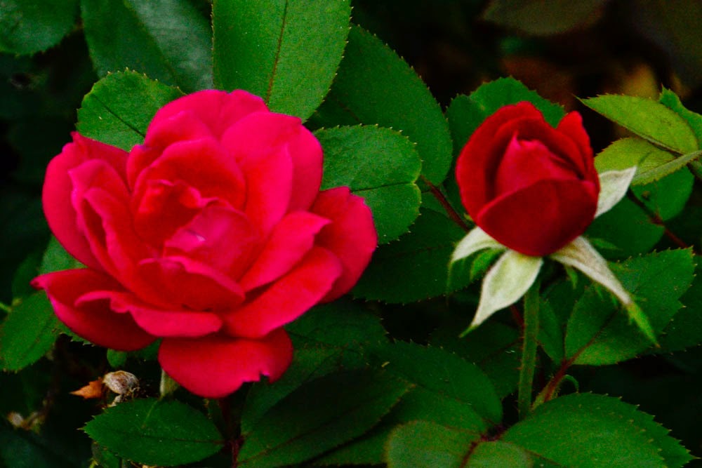 Driller's Place Ruby Tuesday Too Final Rose