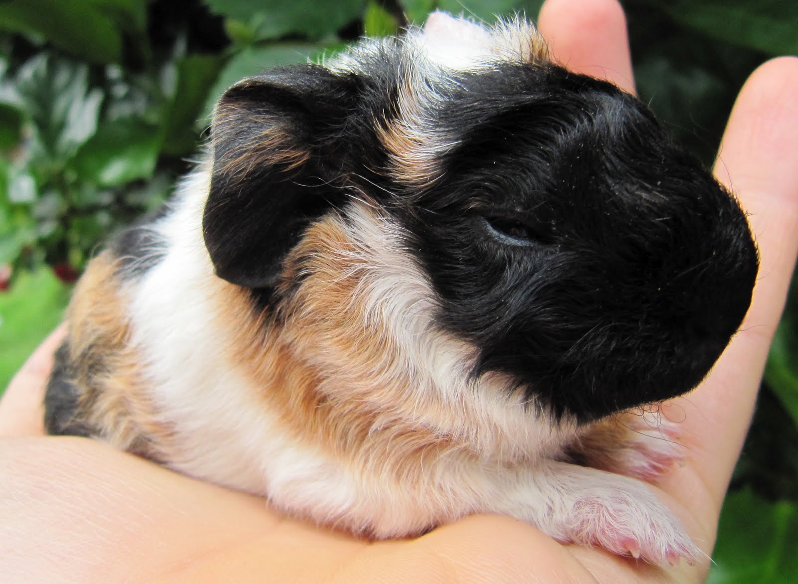 All Things Guinea Pig Lavender Mist's litter