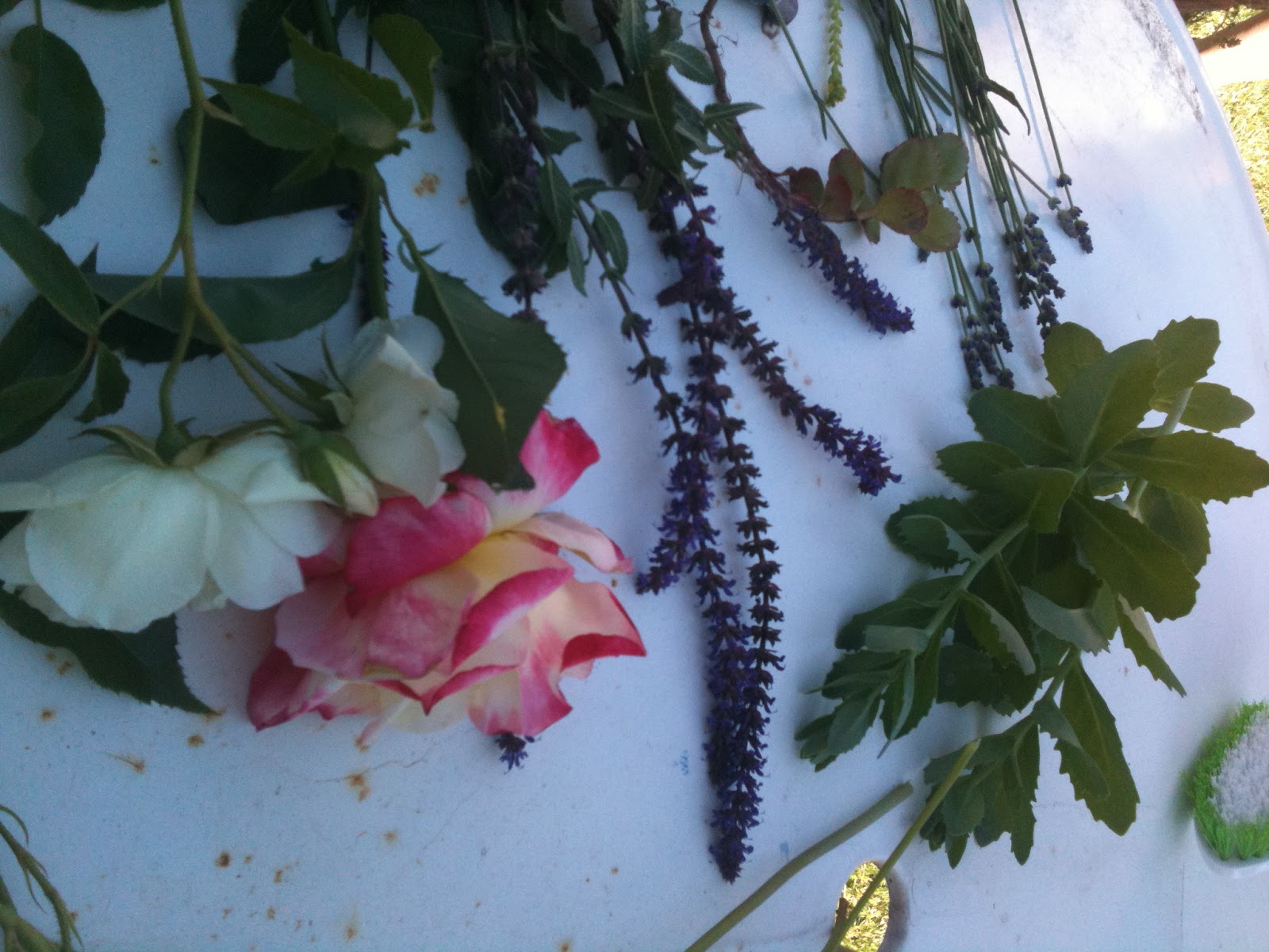 Morlee Flowers from the Garden