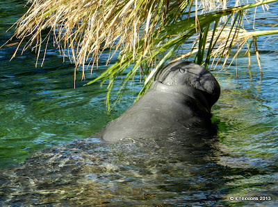 kinexxions: The Manatees of Blue Spring