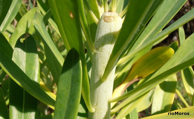 Tallos de Tabaiba amarga Euphorbia lamarckii