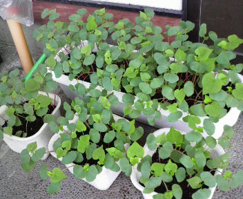 山形の蕎麦屋 そば処きくちそばブログ そば葉を辛子醤油で食べる