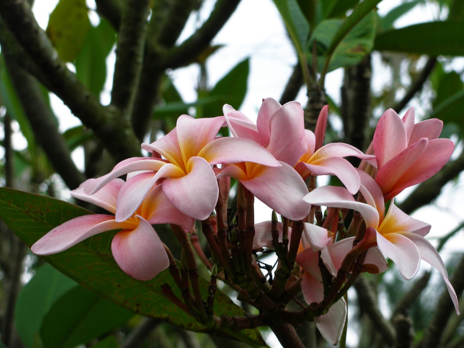 MAP MELBOURNE STREET TREES 112 PINK FRANGIPANI