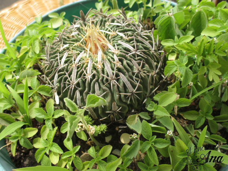 Mis cactus y suculentas