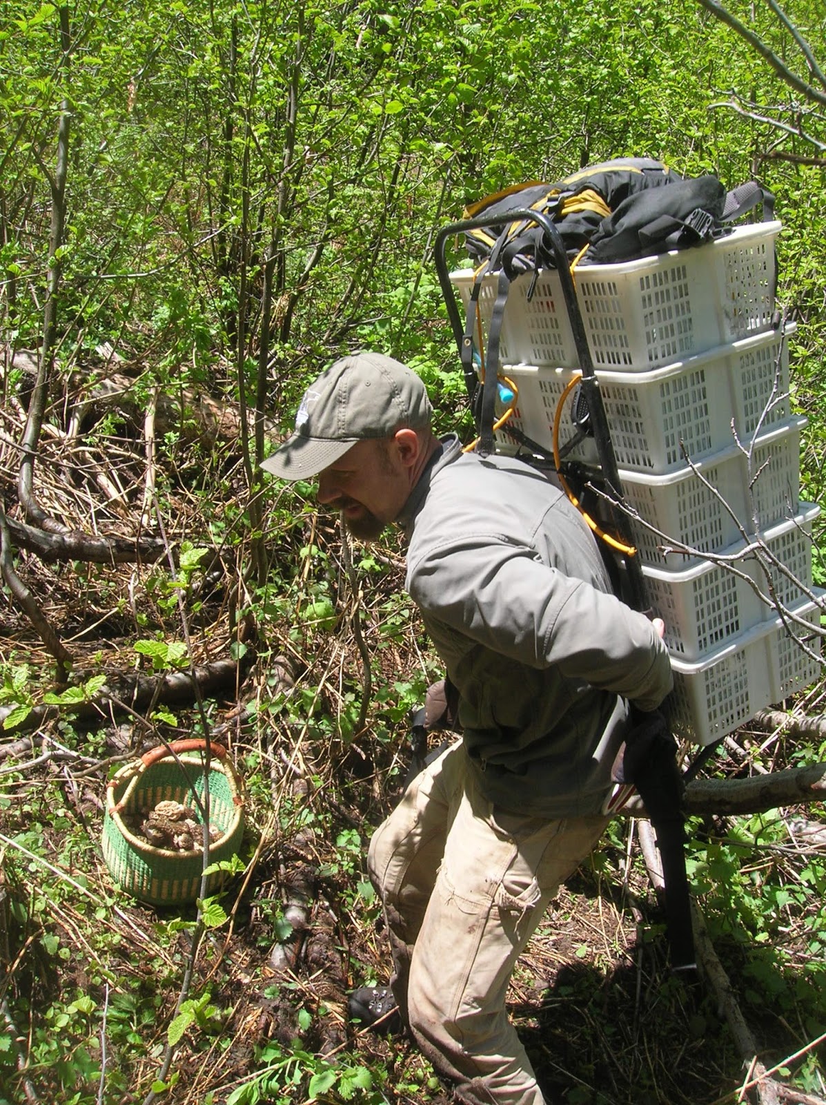Stueby's Outdoor Journal May is Prime Time for Morel hunting!