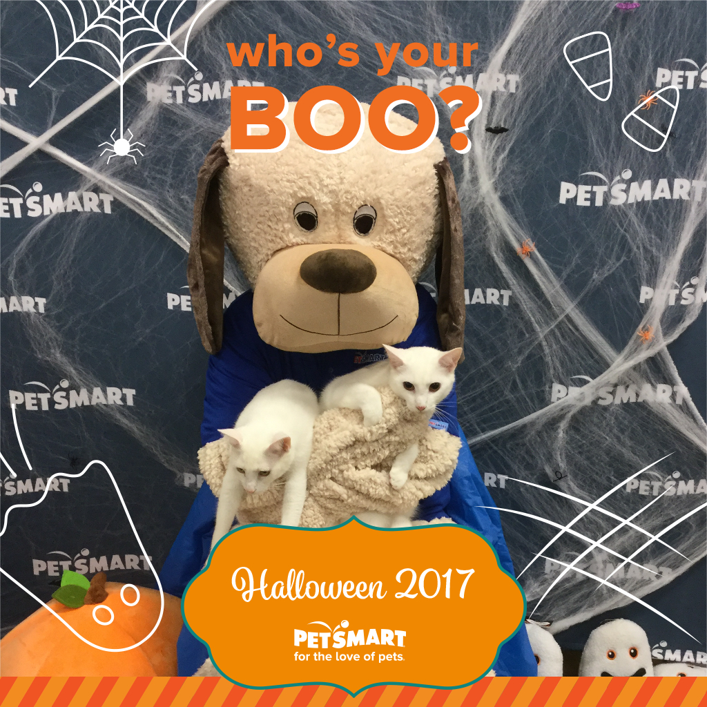 Paws and Claws Feline Rescue Who's Your Boo? Paws and Claws Feline Rescue Who's Your Boo?