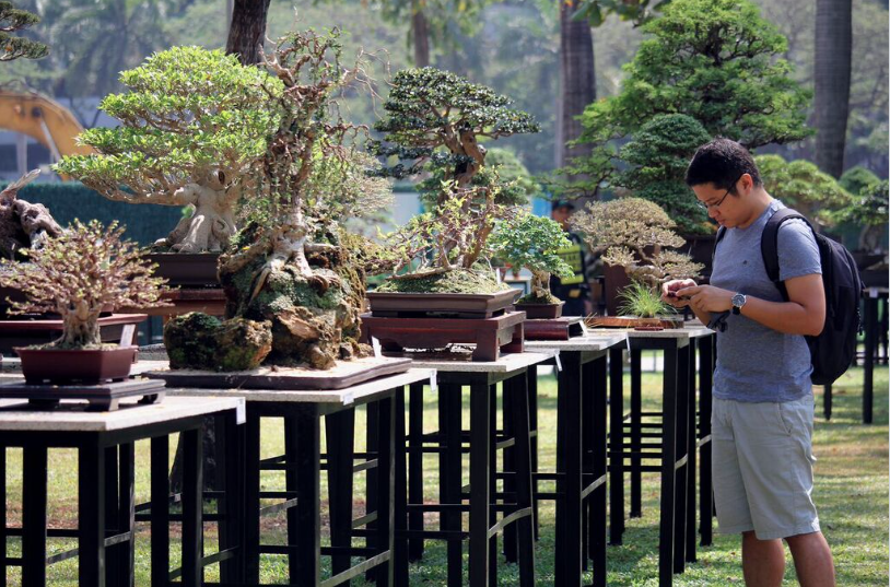 Manila Life Makati hosts first outdoor International Bonsai Exhibit