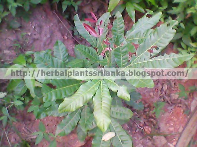 SCHLEICHERA OLEOSA- කෝන්