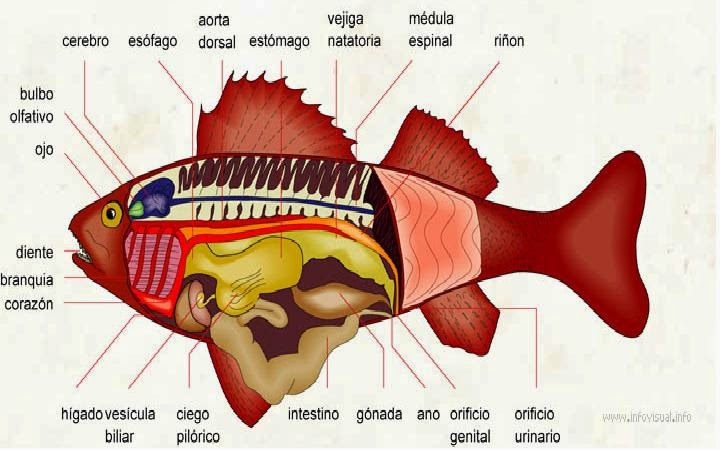 OSTEOLOGIA DE PECES