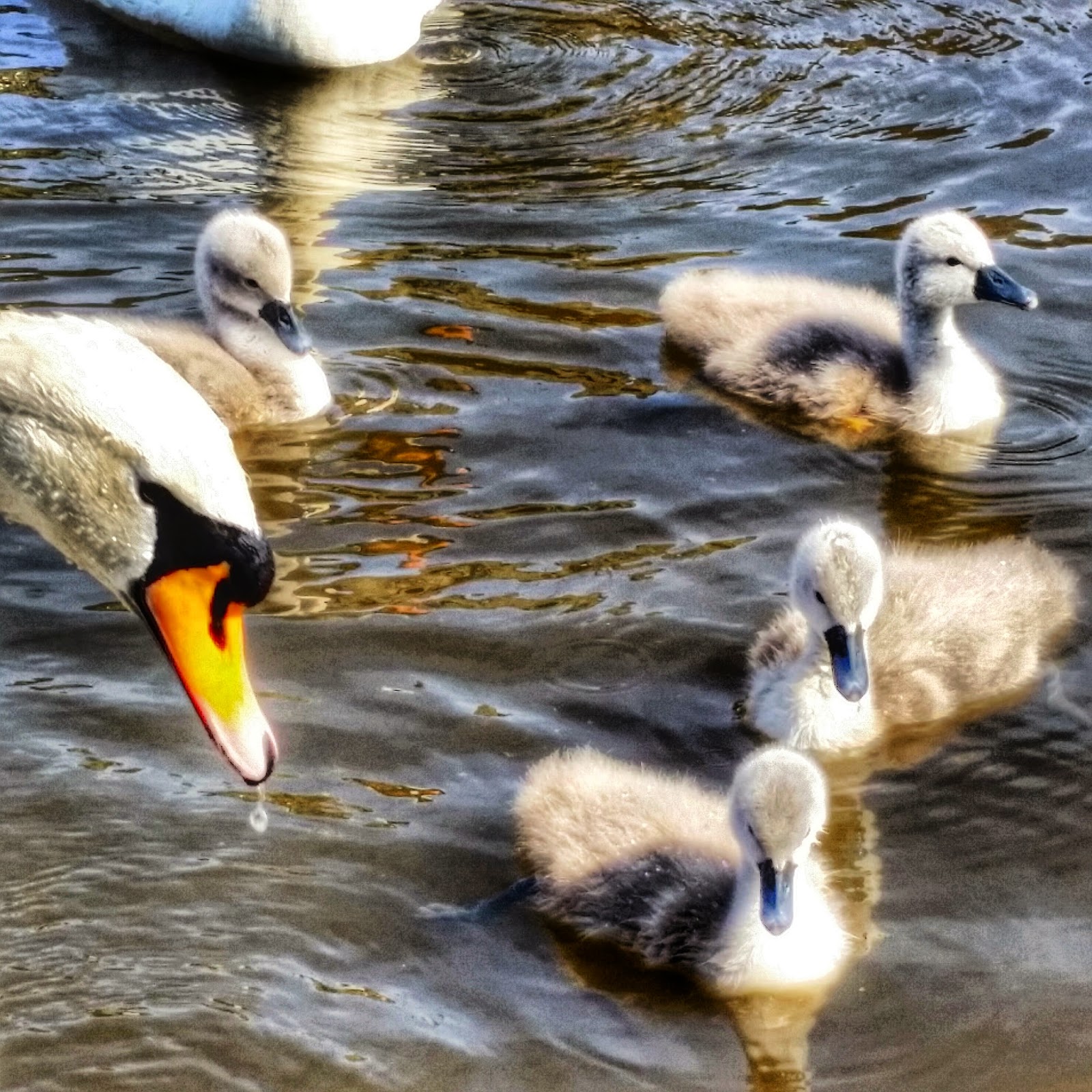 cygnets on the canal
