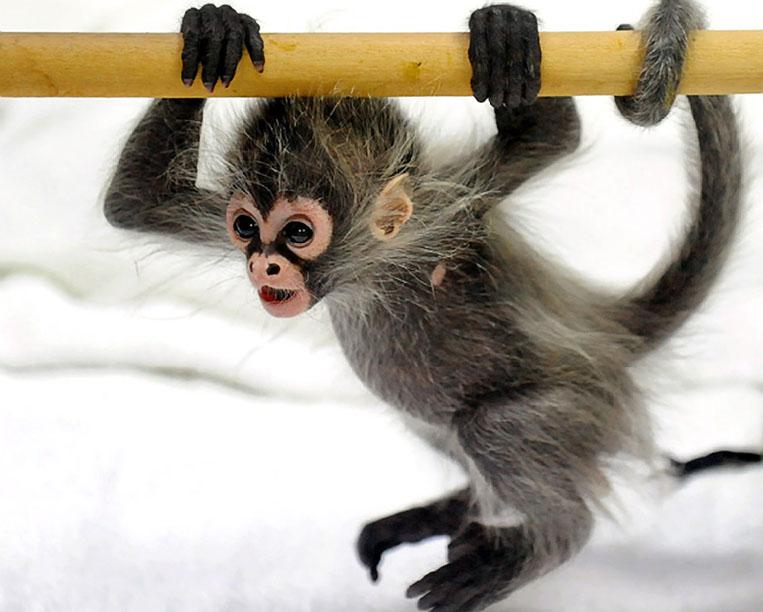 Funny Spider Monkey | Funny Animals