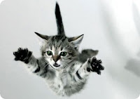 gato cayendo