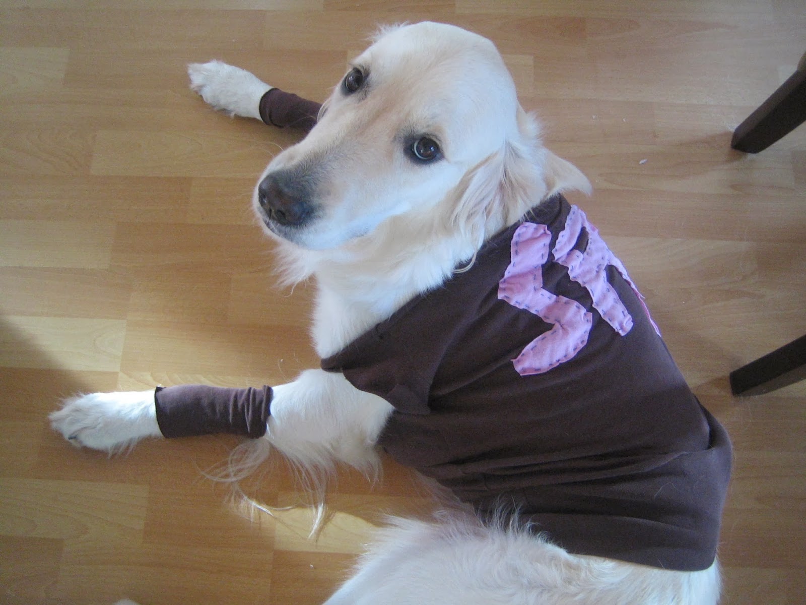 Home Worked DIY From a Shirt into a Simple Dog TShirt